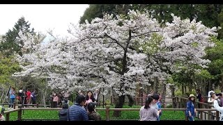 阿里山櫻花