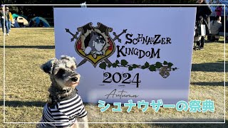 【シュナウザーキングダム】シュナキン2024autumnに行ってきました！！！