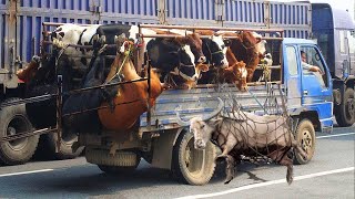 Amazing Video of the most insane show - encierro (run of raging bulls) in Spain