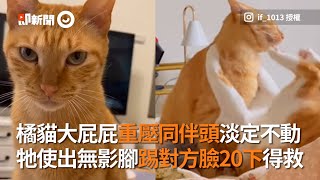 橘貓大屁屁重壓同伴頭淡定不動　牠使出無影腳踢對方臉20下得救│寵物│貓咪｜猫｜ねこ│Pet│Cat│Kitten