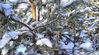 А снег идет… зимний лес, красивая природа