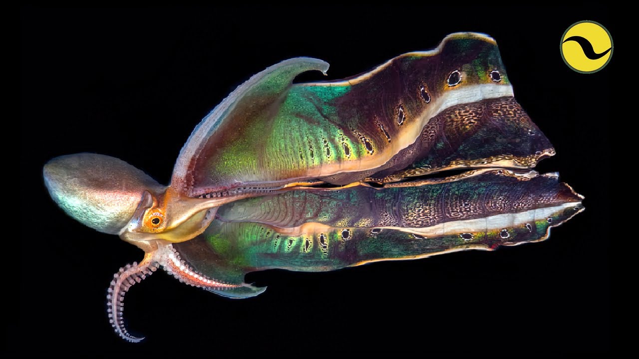 The Insane Biology Of The Blanket Octopus - YouTube