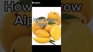 how to grow Alphonso Mango plant  from seed