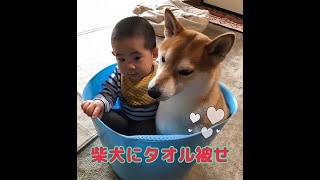 柴犬少しの抵抗と優しさ