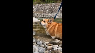 浅瀬を歩くコーギー / Corgi walking in shallow water #コーギー #サクラ #corgi