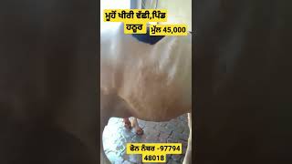 45,000 ਹਜ਼ਾਰ ਵਿੱਚ ਖਰੀਦੋ ਮੂੰਹੋਂ ਖੀਰੀ ਵੱਛੀ ਸੂਣ ਵਿੱਚ 5-6 ਦਿਨ ਬਾਕੀ #newgillfarmer