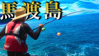 真夏の馬渡島磯でエサもルアーも連発HIT【ウキが入る最高の瞬間】