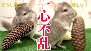 【チンチラ】巨大な松ぼっくりが欲しくてたまらないチンチラが豪快すぎる！！