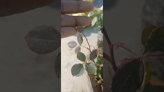 मेरी गुलाब की कटिंग में कलियाँ🌹 भी आ रही हैं 😎#shorts #viral #viralvideo #rosecuttingtips #garden