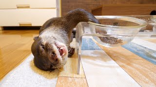 オシャレな食器が届きました！カワウソビンゴ＆ベル/Transparent bowl for Otter Bingo\u0026Belle