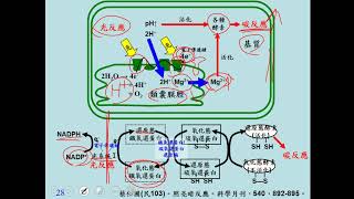 11001選修生物二ch3 2 13(補充)為何碳反應常在白天進行？二良