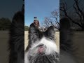 ボーダーコリーの目線でボール遊び！ ball playing from the perspective of a border collie shorts