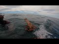 big wellington trevally and wairarapa diving