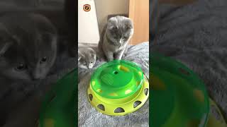 Watch This Funny Cat Videos 2025 | #cats #catlover #pets #meow #funny