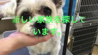 【保護犬】卒業犬カナ　編【新しい家族になりませんか？】