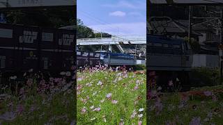 サメさん🦈と花畑✿❀EF66-130　2023/09/27 山陽本線　笠岡↔大門　67ﾚ