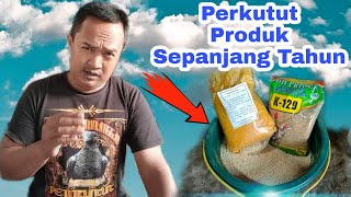 Makanan Terbaik Perkutut Biar Cepat Produksi / Cepat Bertelur