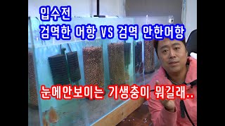 검역한 어항과 검역을 안한 어항 물고기 차이는 어떨까요? 제 머리통이 터졌습니다.