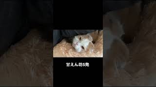 猫の最上級の甘え方はこれです。