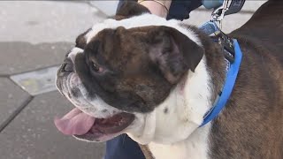 How to keep pets cool in Florida’s summer heat