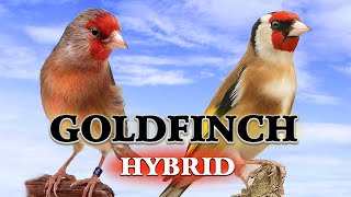 Goldfinch ♥ Mule 12h Singing - 100% Goldfinch Song