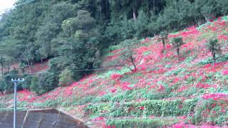 土佐山の彼岸花