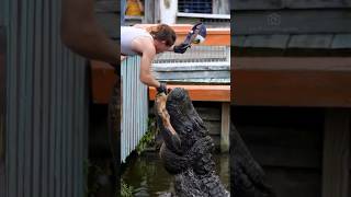 Biggest Gators in Florida‼️ #gatorland #alligator #crocodile