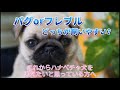 【パグorフレブルどっちが飼いやすい？】これからハナペチャ犬を迎えたい方へ