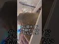 頬袋に詰めた餌を出す瞬間