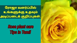 ரோஜா வளர்ப்பு முழு விவரம் / Rose plant care Tips A to Z