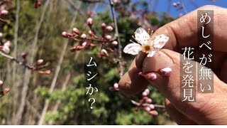 家庭菜園　スモモ の樹ハリウッド 何故か？めしべが無い