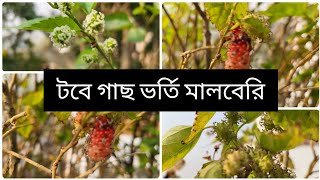 টবে গাছ ভর্তি মালবেরি।। টবে মালবেরী চাষ পদ্ধতি ও পরিচর্যা।।