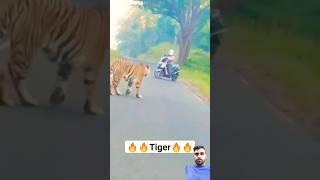 Deadly Tiger Encounter: Biker's Heart-Stopping Moment Tadoba National Park #tadobanationalpark