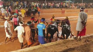 Kambala Race Uppinangady Mangalore 2023