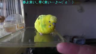 セキセイインコ、チャッピーに「春よ来い😙~♪」を聴かせてみた　I tried playing \