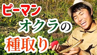 【自然農】野菜栽培がもっと楽しくなる！来年が楽しみ！　ピーマンとオクラの種取り