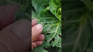 Diamond Backmoth (Cabbage pest) #Shorts