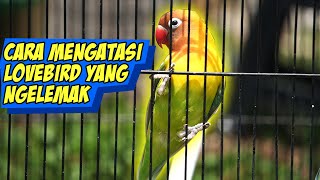 TIPS MENGATASI LOVEBIRD NGLEMAK