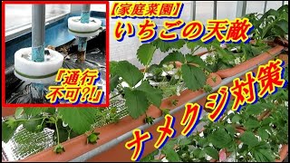 【家庭菜園】いちごの高設栽培_ナメクジ対策【塩】を使いますが工夫してみました(^^)/