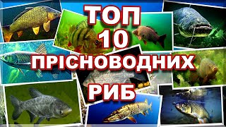 ПРІСНОВОДНІ РИБИ УКРАЇНИ 🐟 🇺🇦[ТОП 10] 👈