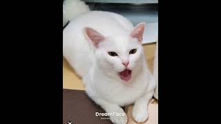 白猫あーぱつあぱつインディアンバージョン。イヤなことがあった日にはこれを見よう(笑) #cat #白猫 #猫のいる暮らし