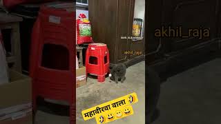 दम हैं तो हँसी रोक के दिखाओ 🤣😃 महावीरवा वाला #comedy #comedyvideo #fannyvideo #virel #animals #cat