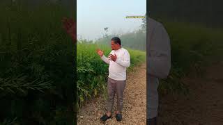 সরিষার বাম্পার ফলন এবার।#agriculture