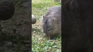 【五月山動物園】ただフクちゃんが近づいてくるだけの幸せ動画🥹❤️part2