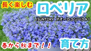 『ロベリア』の育て方🌱目指せ❗️夏越し・冬越し