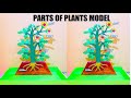 PARTS OF PLANTS MODEL 3d Making using Cardboard - DIY - BIOLOGY SCIENCE Project  | howtofunda