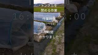 茄子作り　トンネル管理(茄子苗が、なんとか元気を取り戻しました)2023年4月23日(日) #ナス #eggplant #農業 #家庭菜園