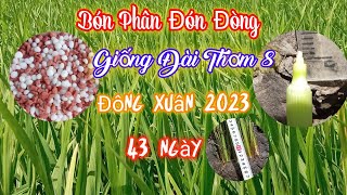 Bón Phân Đón Đòng Đài Thơm 8 |Đông Xuân 2023|  Như thế nào là đòng một li| nguyễn tới st