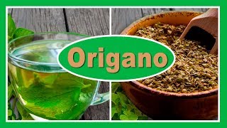 Origano: benefici per la salute | Proprieta usi e controindicazioni