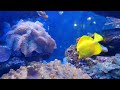 underworld colors fish colourfulfishes aquarius sea colorfulfishes aquarium oceanlife ocean